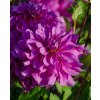 x 10 dahlia bluetiful i