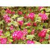 Ribes sanguineum 30 - 40 cm  Rybíz krvavý (Meruzalka krvavá)