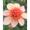 x 10 dahlia totally tangerine i