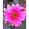 x 10 dahlia fascination i