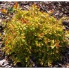 Spiraea japonica ´Golden Princess´  Tavolník japonský ´Golden Princess´