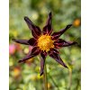 x 10 dahlia verronnes obsidian i
