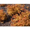 Spiraea japonica ´Golden Princess´  Tavolník japonský ´Golden Princess´