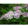 Spiraea japonica ´Little Princess´  Tavolník japonský ´Little Princess´