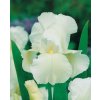 x 25 iris germanica white knight i