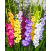 x 100 gladiolus grootbloemig mix 12 14