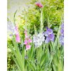 x 100 gladiolus pastel mix 12 14