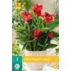 x 1 canna happy carmen i
