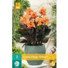 x 1 canna happy wilma i
