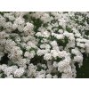 Spiraea vanhouttei  Tavolník van Houtteův