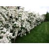 Spiraea vanhouttei  Tavolník van Houtteův