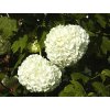 Viburnum opulus Roseum  Kalina obecná Roseum