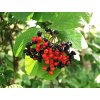 Viburnum lantana  Kalina tušalaj