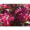 Weigela florida Victoria  Vajgélie květnatá Victoria