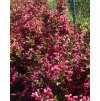 Weigela florida Victoria  Vajgélie květnatá Victoria