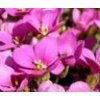 Arabis blepharophylla ´Rose Delight´  Huseník kavkazský Little Treasure Deep Rose