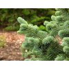 Abies lasiocarpa 'Compacta'  Jedle plstnatoplodá 'Compacta'