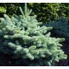 Picea pungens Glauca Globosa  Smrk pichlavý Glauca Globosa