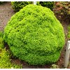 Picea glauca ´Alberta Globe´  Smrk sivý ´Alberta Globe´