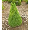 Picea glauca ´Zuckerhut´  Smrk sivý ´Zuckerhut´