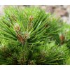 Pinus mugo Benjamin  Borovice kleč Benjamin