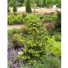 Picea orientalis ´Early Gold´  Smrk východní ´Early Gold´