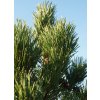 Pinus sylvestris ´Fastigiata´  Borovice lesní ´Fastigiata´