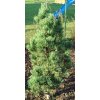 Pinus sylvestris ´Fastigiata´  Borovice lesní ´Fastigiata´