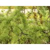 Larix kaempferi ´Diana´  Modřín Kaempferův 'Diana'