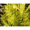 Chamaecyparis lawsoniana ´Alumii´  Chamaecyparis lawsoniana ´Alumii´