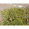 Juniperus horizontalis 'Prince of Wales'  jalovec vodorovný 'Prince of Wales'