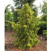 Taxus baccata ´Dovastonii Aurea´  Tis červený ´Dovastonii Aurea´