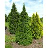 Thuja occidentalis ´Holmstrup´ 40 - 60 cm  Zerav západní ´Holmstrup´