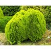 Thuja orientalis ´Aurea Nana´  Zerav východní ´Aurea Nana´