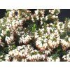 Erica carnea  - bílá  Vřesovec pleťový 'Isabell´