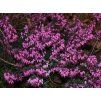 Erica carnea - růžovočervená  Vřesovec pleťový Challenger