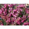 Erica carnea Challenger- růžovočervená  Vřesovec pleťový Challenger