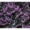 Erica carnea Heathwood - růžovomodrá  Vřesovec pleťový Heathwood