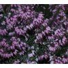 Erica carnea - růžovomodrá  Vřesovec pleťový Heathwood