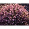 Erica carnea - růžová  Vřesovec pleťový Kramer´s Rote