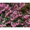 Erica carnea - růžová  Vřesovec pleťový Kramer´s Rote
