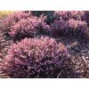 Erica carnea - růžová  Vřesovec pleťový Kramer´s Rote