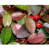 Gaultheria procumbens 'Big Berry'  Libavka polehlá 'Big Berry'