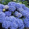 Hydrangea macrophylla ´Bodensee´  Hortenzie velkolistá 'Bodensee'