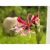 Lonicera peryclimenum 'Serotina'  Zimolez ovíjivý 'Serotina'