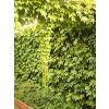 Parthenocissus tricuspidata 'Veitchii'  Přísavník trojcípý 'Veitchii'