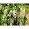 Wisteria floribunda 'Rosea'  Vistárie květnatá 'Rosea'