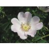 Rosa canina  Růže šípková