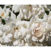Rosa Swany - pokryvná  Růže pokryvná Swany