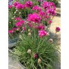 Armeria maritima 'Armanda Rose'  Trávnička přímořská 'Armanda Rose'